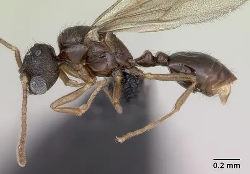 Monomorium platynode specimen CASENT0476977 image casent0476977_3