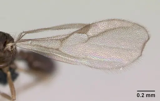 Monomorium platynode specimen CASENT0476977 image casent0476977_4
