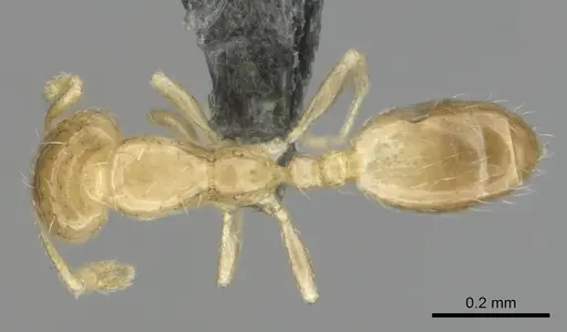 Monomorium pulchrum specimen CASENT0814896 image casent0814896_1
