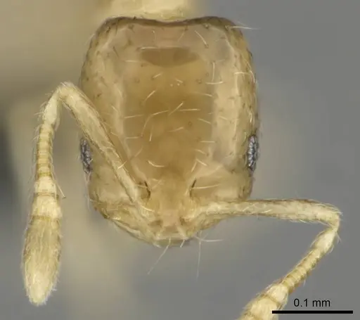 Monomorium pulchrum specimen CASENT0814896 image casent0814896_2