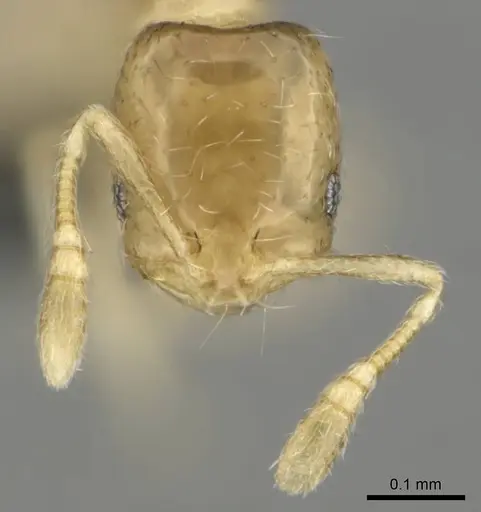 Monomorium pulchrum specimen CASENT0814896 image casent0814896_3