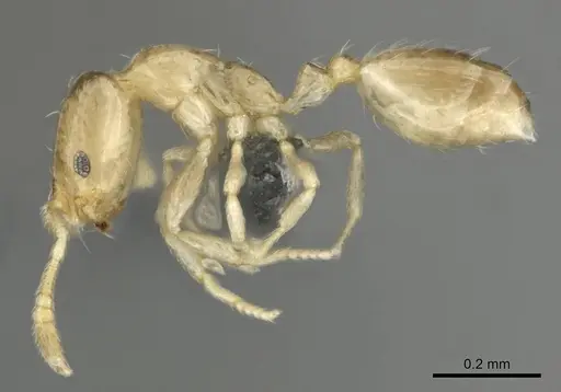 Monomorium pulchrum specimen CASENT0814896 image casent0814896_4