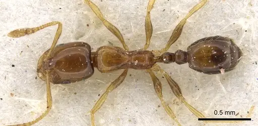 Monomorium pulchrum specimen CASENT0902270 image casent0902270_1