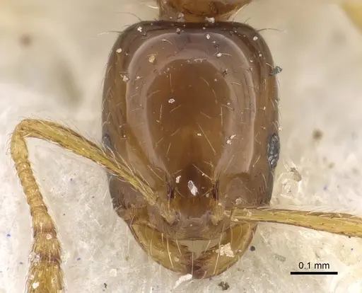 Monomorium pulchrum specimen CASENT0902270 image casent0902270_2