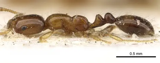 Monomorium pulchrum specimen CASENT0902270 image casent0902270_3
