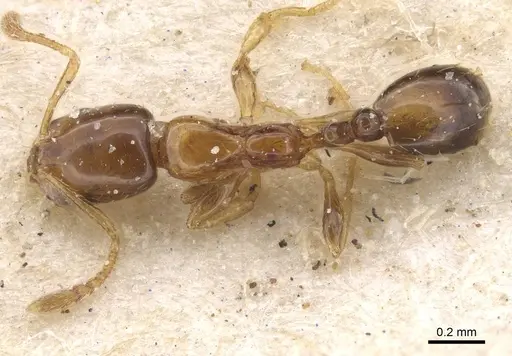 Monomorium pulchrum specimen CASENT0913831 image casent0913831_1