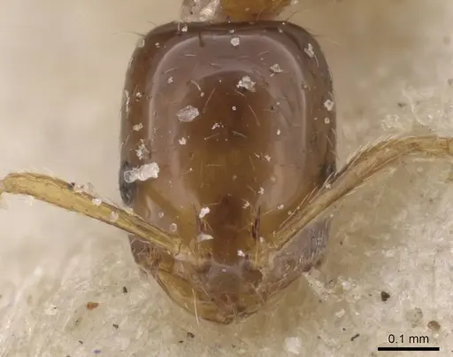 Monomorium pulchrum specimen CASENT0913831 image casent0913831_2