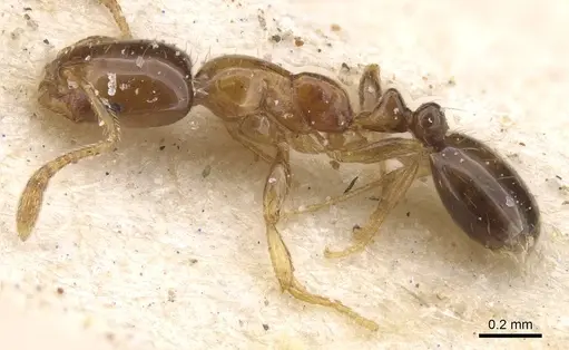 Monomorium pulchrum specimen CASENT0913831 image casent0913831_3