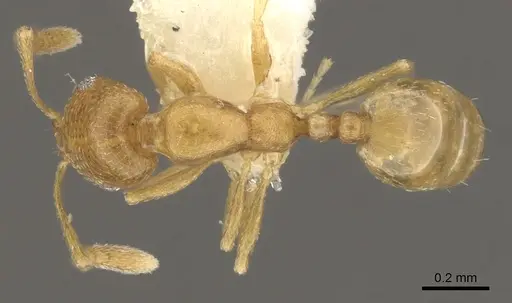 Monomorium rabirium specimen CASENT0902210 image casent0902210_1