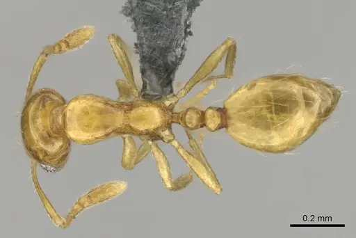 Monomorium rastractum specimen CASENT0252715 image casent0252715_1