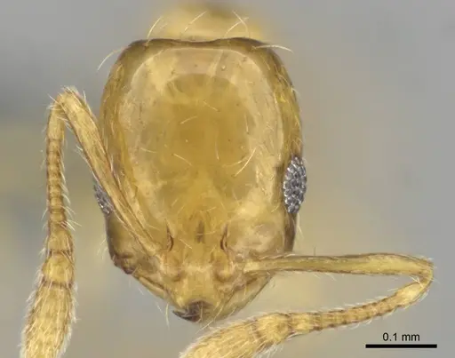 Monomorium rastractum specimen CASENT0252715 image casent0252715_2