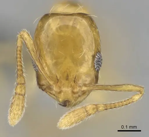 Monomorium rastractum specimen CASENT0252715 image casent0252715_3