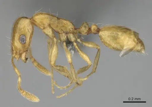Monomorium rastractum specimen CASENT0252715 image casent0252715_4