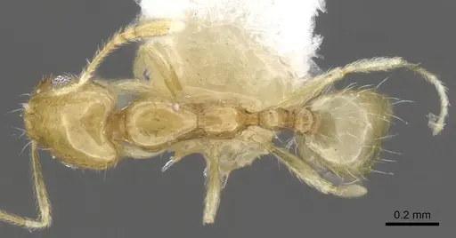 Monomorium rastractum specimen CASENT0902253 image casent0902253_1