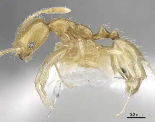 Monomorium rastractum specimen CASENT0902253 image casent0902253_3