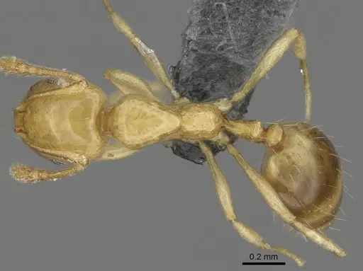 Monomorium rhopalocerum specimen CASENT0787949 image casent0787949_1