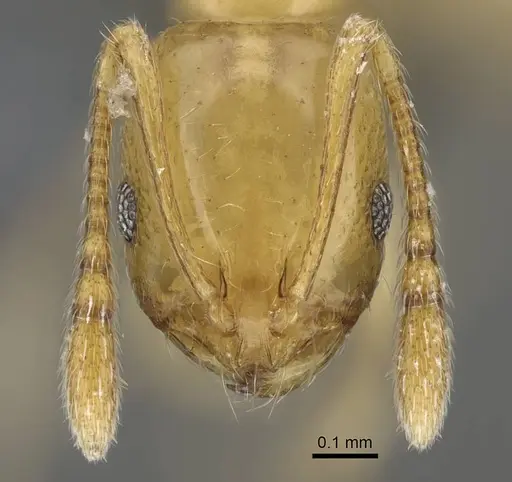 Monomorium rhopalocerum specimen CASENT0787949 image casent0787949_2