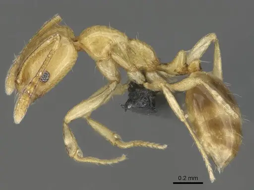 Monomorium rhopalocerum specimen CASENT0787949 image casent0787949_3