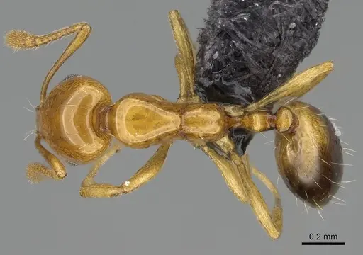Monomorium rhopalocerum specimen CASENT0822189 image casent0822189_1
