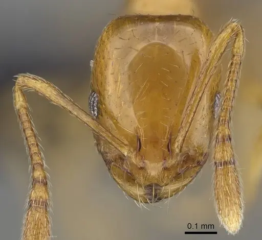Monomorium rhopalocerum specimen CASENT0822189 image casent0822189_2