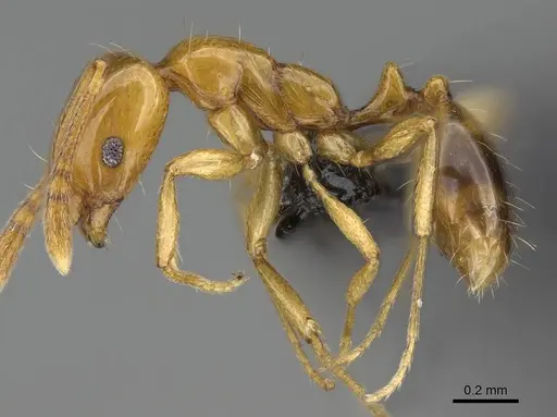 Monomorium rhopalocerum specimen CASENT0822189 image casent0822189_3