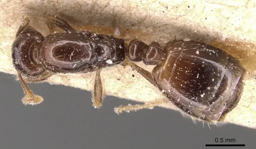 Monomorium rhopalocerum specimen CASENT0904591 image casent0904591_1