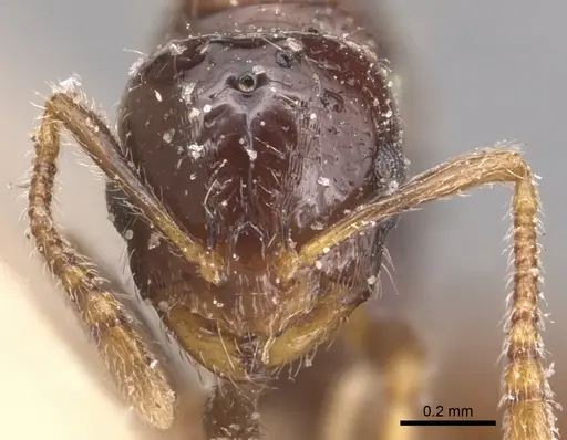Monomorium rhopalocerum specimen CASENT0904591 image casent0904591_2