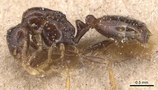Monomorium rhopalocerum specimen CASENT0904591 image casent0904591_3