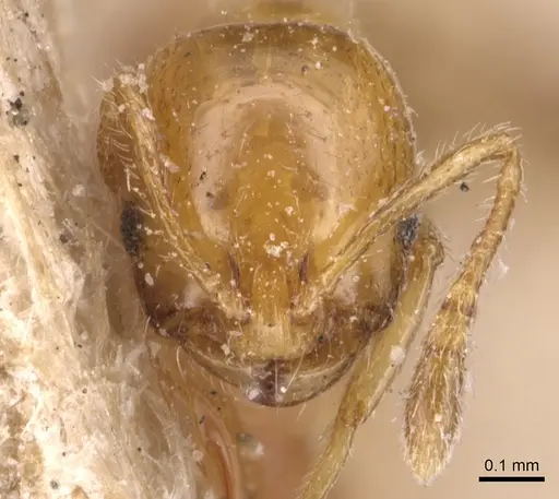 Monomorium rhopalocerum specimen CASENT0904594 image casent0904594_2