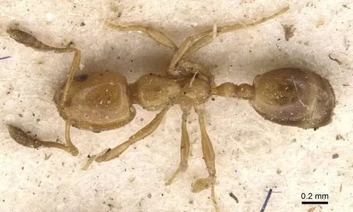 Monomorium rhopalocerum specimen CASENT0908700 image casent0908700_1