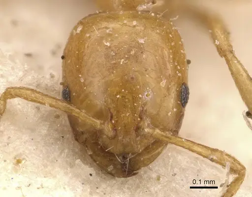Monomorium rhopalocerum specimen CASENT0908700 image casent0908700_2