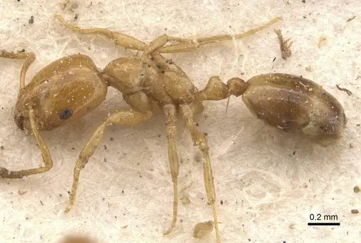Monomorium rhopalocerum specimen CASENT0908700 image casent0908700_3