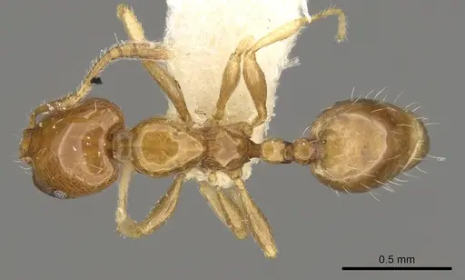 Monomorium rhopalocerum specimen CASENT0914329 image casent0914329_1