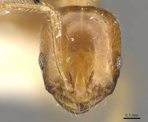 Monomorium rhopalocerum specimen CASENT0914329 image casent0914329_2