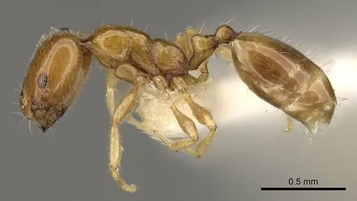 Monomorium rhopalocerum specimen CASENT0914329 image casent0914329_3