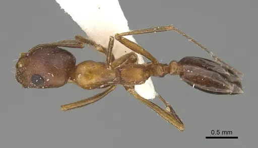 Monomorium riyadhe specimen CASENT0922342 image casent0922342_1