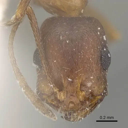Monomorium riyadhe specimen CASENT0922342 image casent0922342_2