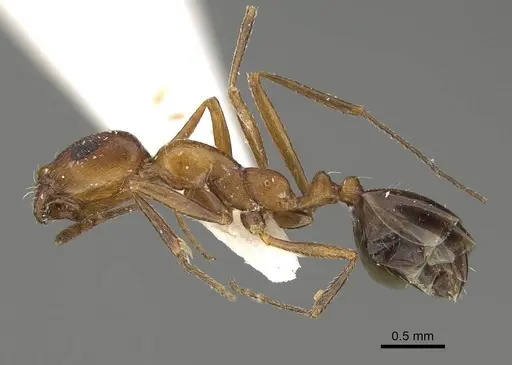 Monomorium riyadhe specimen CASENT0922342 image casent0922342_3