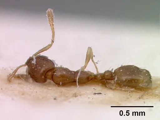 Monomorium rosae specimen CASENT0010826 image casent0010826_1