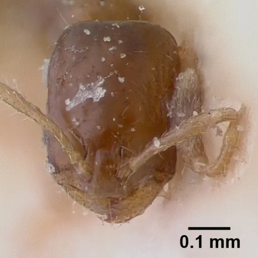 Monomorium rosae specimen CASENT0010826 image casent0010826_2