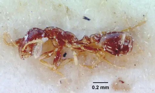 Monomorium rosae specimen CASENT0010826 image casent0010826_4
