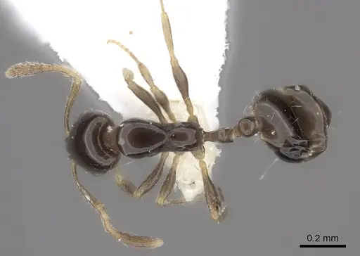 Monomorium rosae specimen CASENT0217174 image casent0217174_1