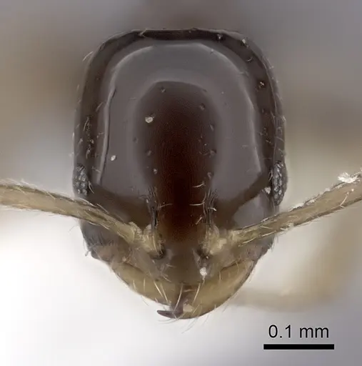 Monomorium rosae specimen CASENT0217174 image casent0217174_2