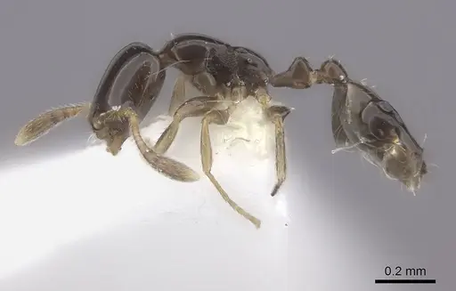 Monomorium rosae specimen CASENT0217174 image casent0217174_3