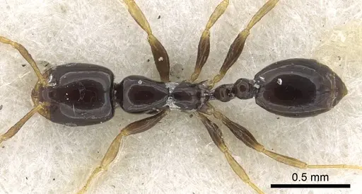 Monomorium rosae specimen CASENT0902271 image casent0902271_1