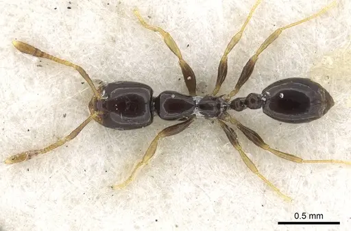Monomorium rosae specimen CASENT0902271 image casent0902271_2