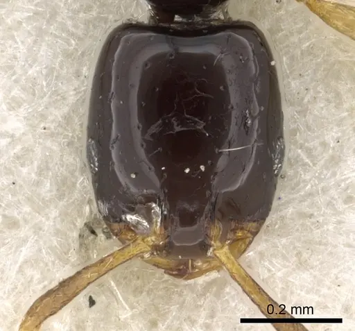 Monomorium rosae specimen CASENT0902271 image casent0902271_3