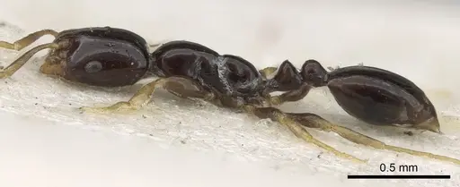Monomorium rosae specimen CASENT0902271 image casent0902271_4