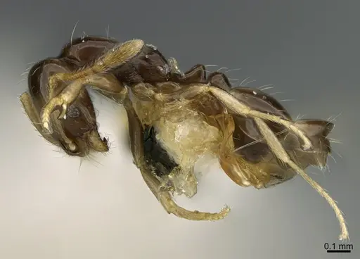 Monomorium rosae specimen CASENT0923615 image casent0923615_1