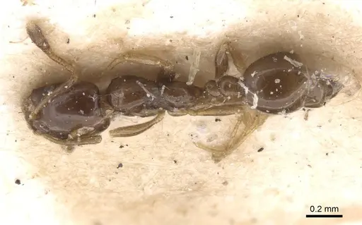 Monomorium rosae specimen RMCAENT000017774 image rmcaent000017774_1